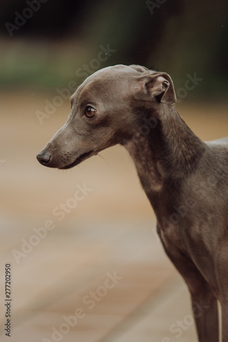 close portrait Italian Greyhound in palm trees stay
