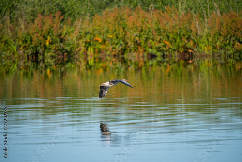 Greylag goose flying over a pond in the morning light in the bird protection area Hjälstaviken close to Stockholm