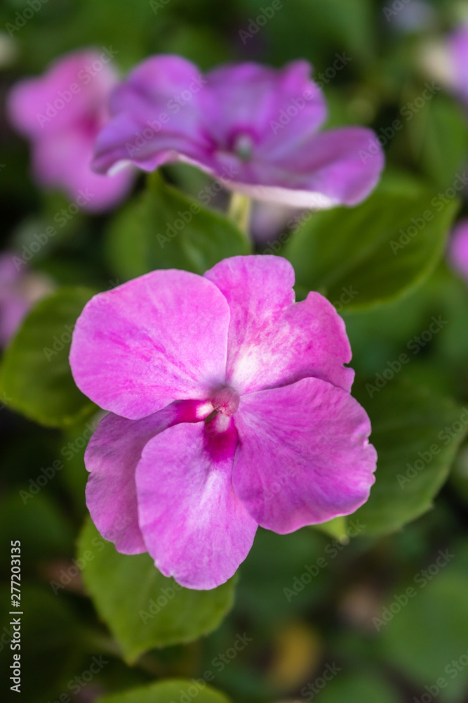 Closeup Beautiful Pink Flower Closeup Beautiful Pink Flower