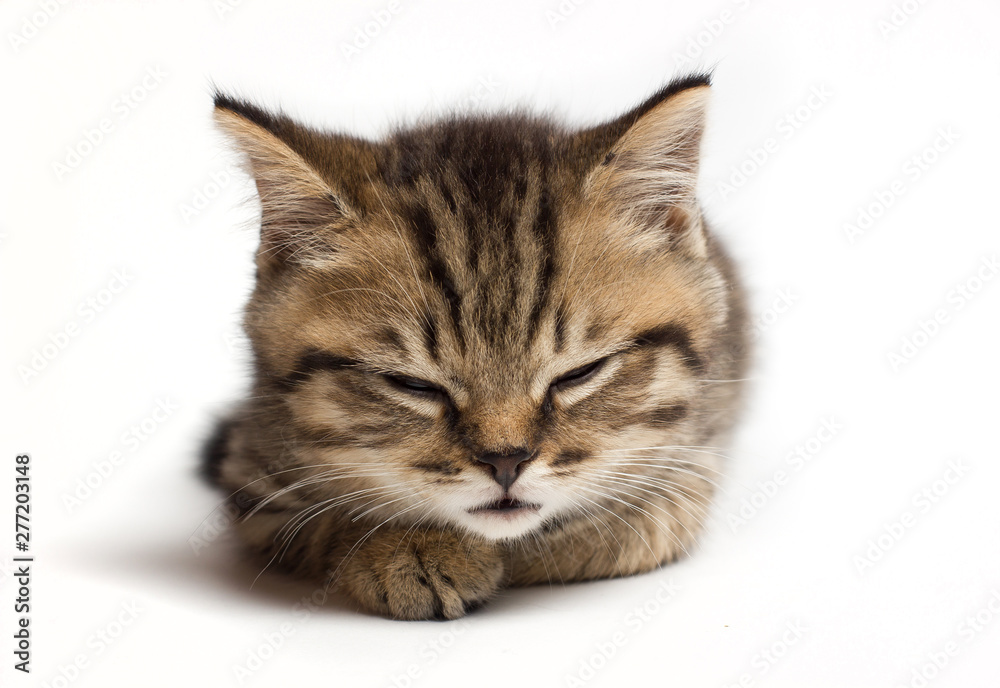 Young cat closed eyes and sleeps. Isolated
