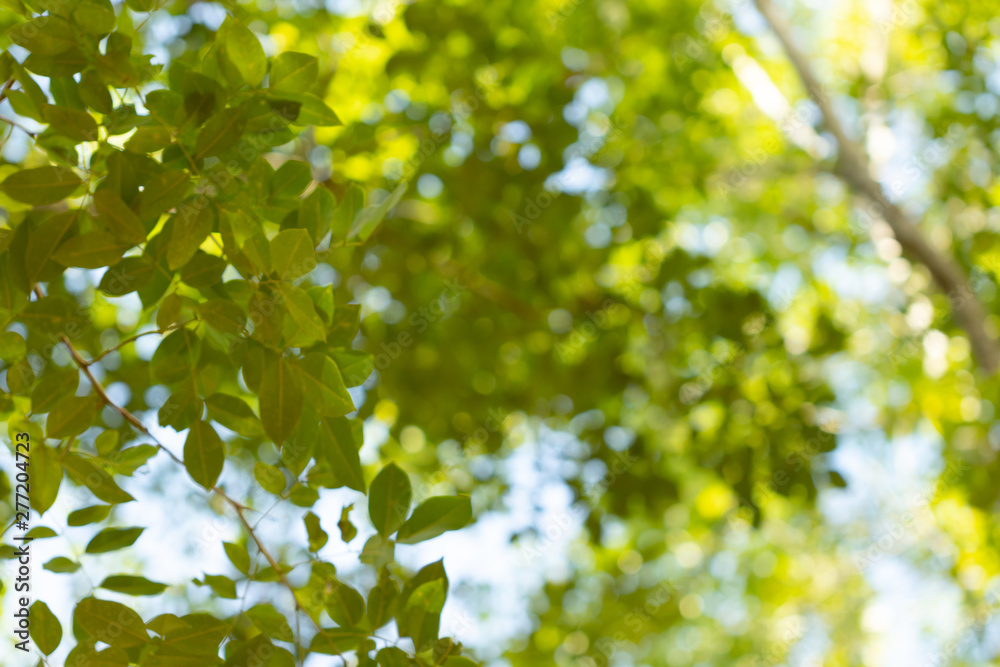 natural green background with selective focus natural green background with selective focus