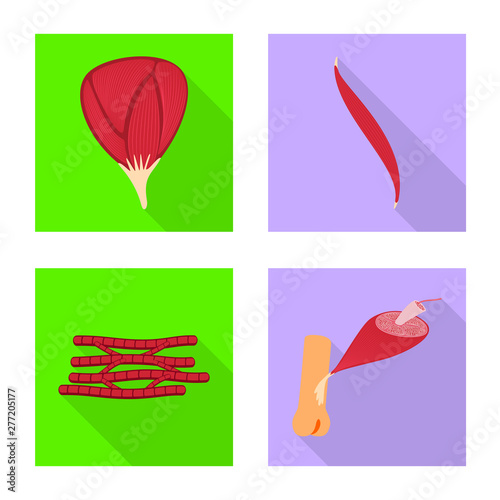 Isolated object of muscle and cells icon. Set of muscle and anatomy stock vector illustration.