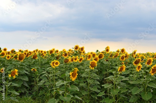 sunflower