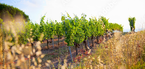 Photos Vigne dans un domaine viticole en France