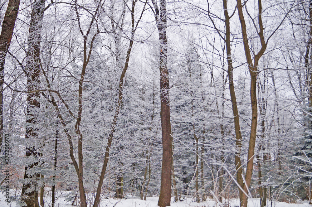 Fototapeta premium Winter forest with fluffy snow lying on the firs and tree branches on a frosty sunny day