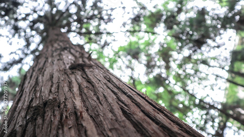 Tree bark closely
