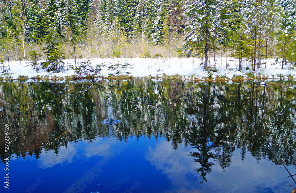 Obraz premium Mountain lake surrounded by coniferous forest covered with white snow on a sunny spring day