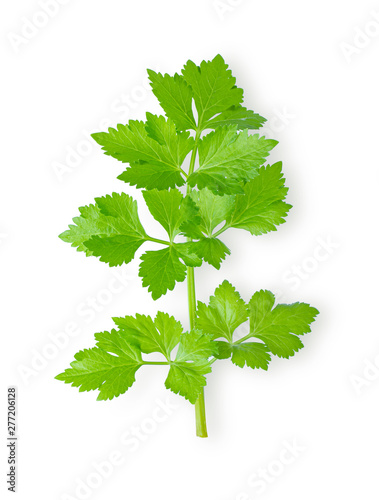 Fresh celery isolated on white background. top view