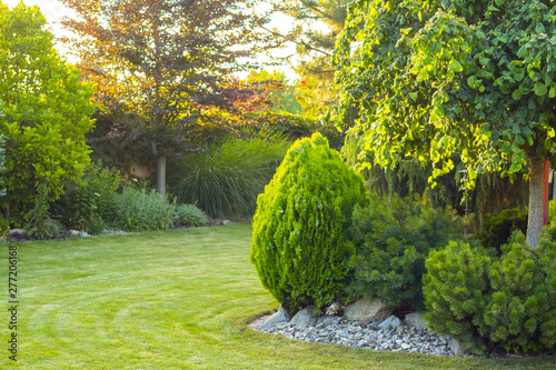 home garden with decorative trees and plants photo