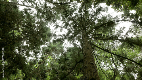 Tree in the forest