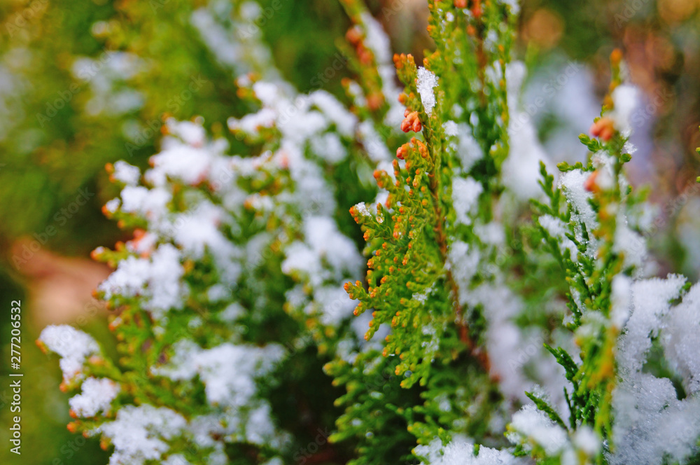 Thuja branch covered with white fresh snow in a winter frosty sunny day Thuja branch covered with white fresh snow in a winter frosty sunny day