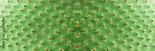Panoramic picture. Closeup of spines on cactus, background cactus with spines