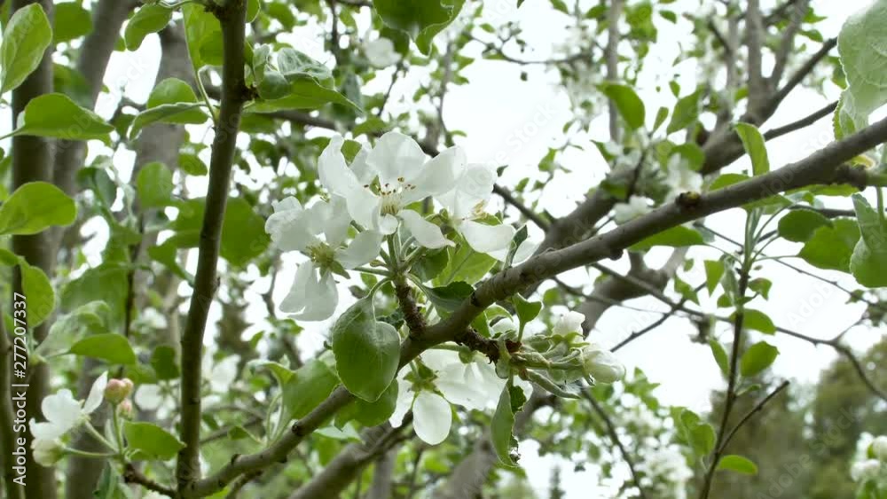 23290_The_white_flowers_of_the_apple_tree_.mov 23290_The_white_flowers_of_the_apple_tree_.mov