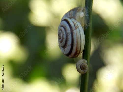 two snails on the grass