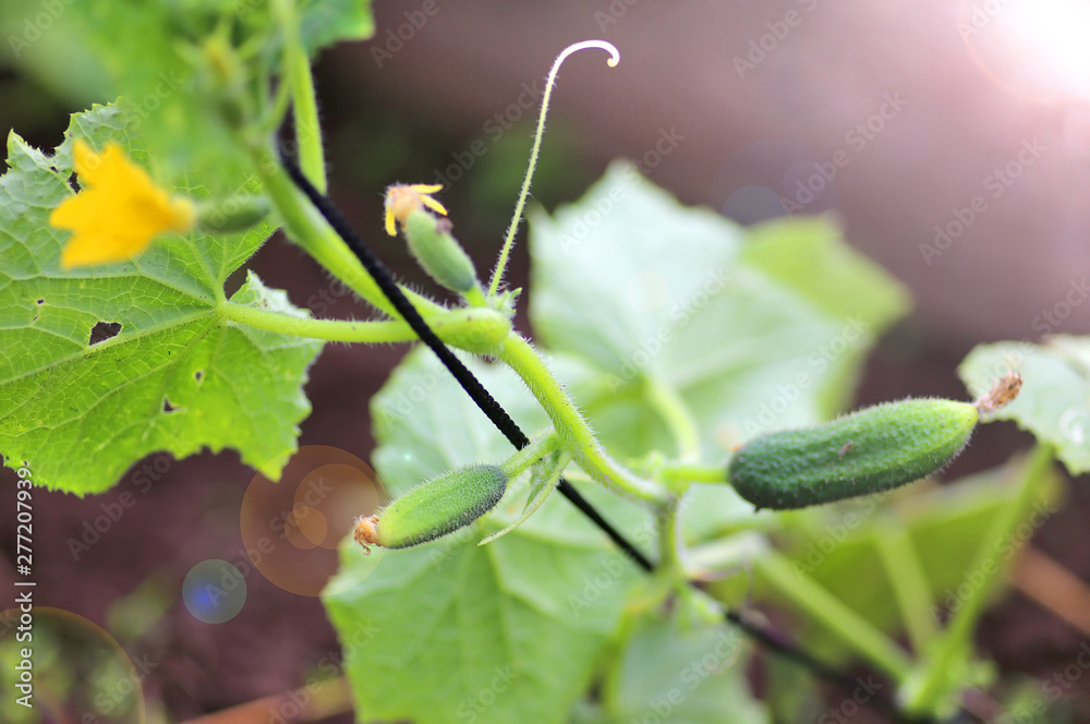 Young plant cucumber with yellow flowers. Juicy fresh cucumber close-up macro on a background of leaves Young plant cucumber with yellow flowers. Juicy fresh cucumber close-up macro on a background of leaves