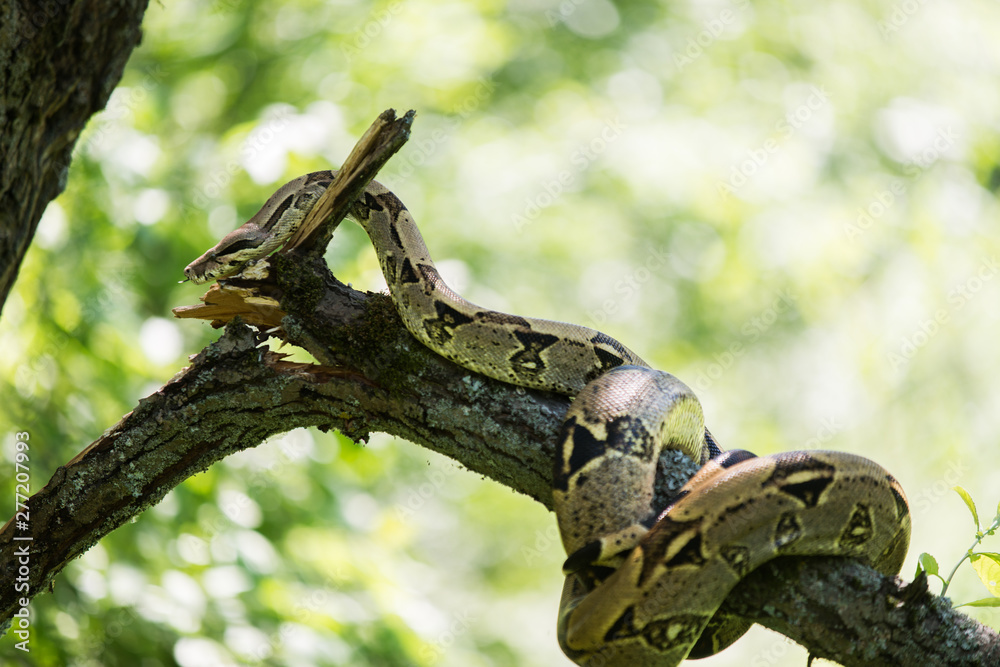 Naklejka premium amazing portrait snake on the tree 