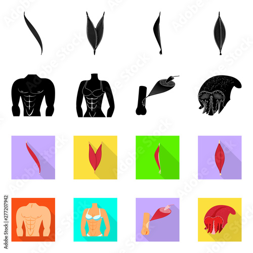 Vector design of fiber and muscular logo. Collection of fiber and body vector icon for stock.