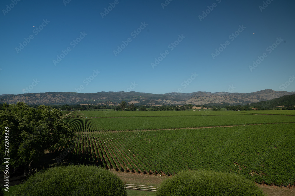 Vineyard valley