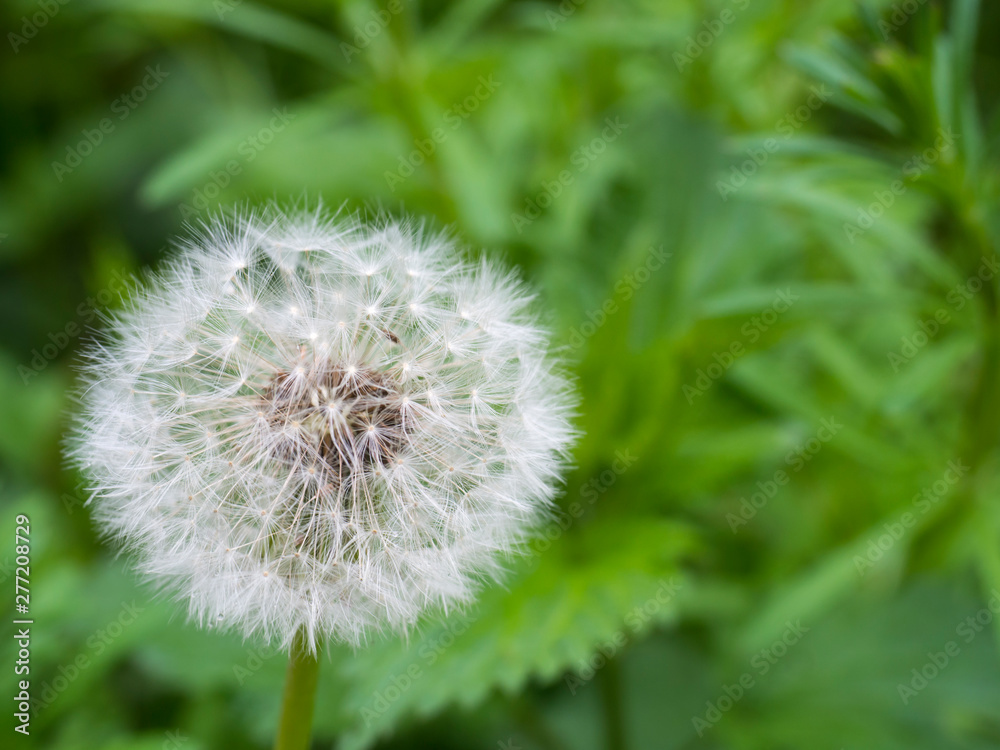 Withered dandelion with seeds, blowball on green bokeh background. taraxacum officinale, spring flower, close up, macro Withered dandelion with seeds, blowball on green bokeh background. taraxacum officinale, spring flower, close up, macro