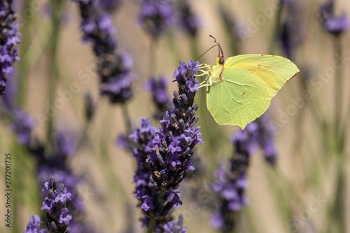 butterfly on a sprig of lavender