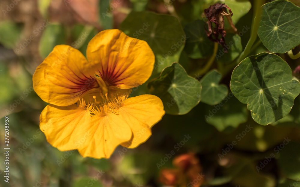 orange yellow nasturtium (tropaeolum majus blossom) orange yellow nasturtium (tropaeolum majus blossom)