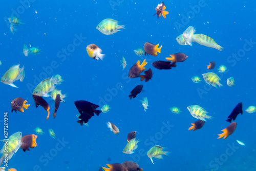 Many colorful tropical fishes