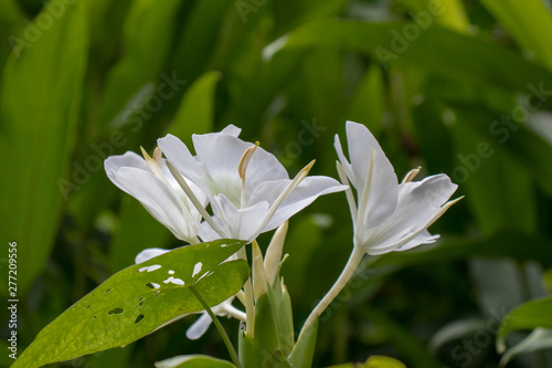 lily of the valley Trafalgar Dominica Waterfalls trail