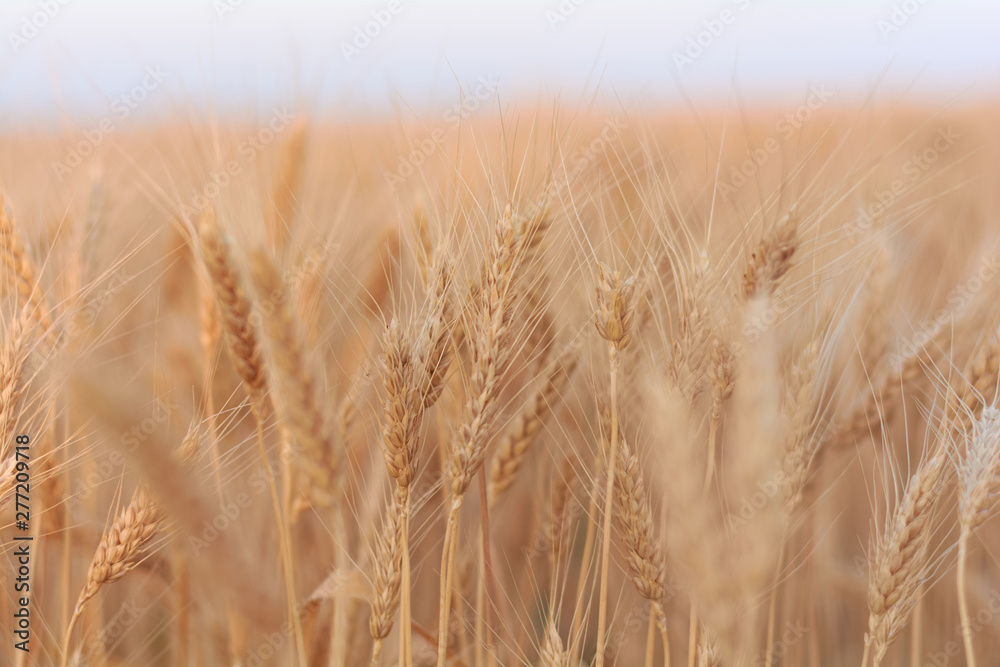 wheat field with golden harvest