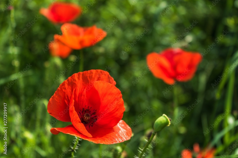 Obraz premium Czerwony lipca