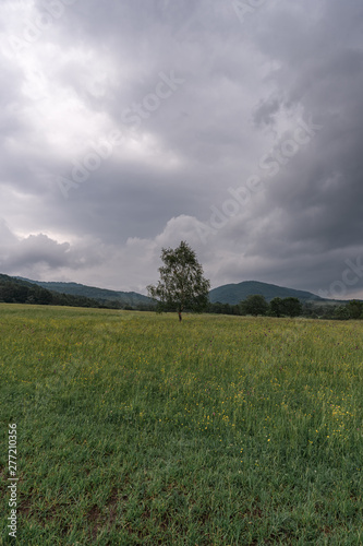 Lonely tree in a meadow with mountain range in Bieszczady  Poland. Dramatic sky. Vertical orientation.