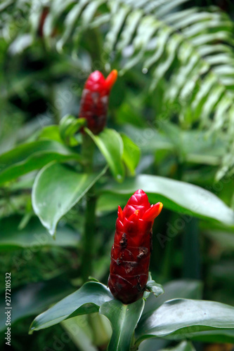 Spiralingwer (Costus barbatus) Pflanze mit roter Blüte photo