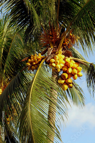 Kokospalme oder Kokosnusspalme (Cocos nucifera) mit Früchte