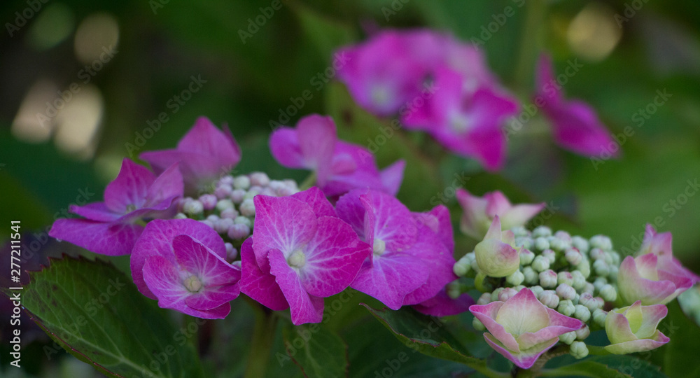 Close up of lacecap hydrangea partially open Close up of lacecap hydrangea partially open