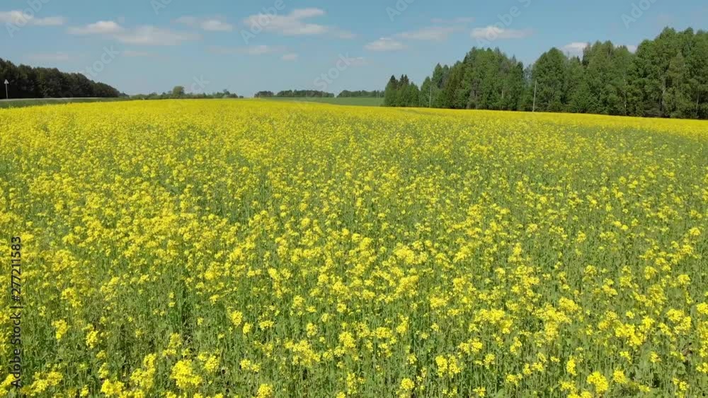 Top view of the flowering fields and forest. Shooting from a quadcopter Top view of the flowering fields and forest. Shooting from a quadcopter