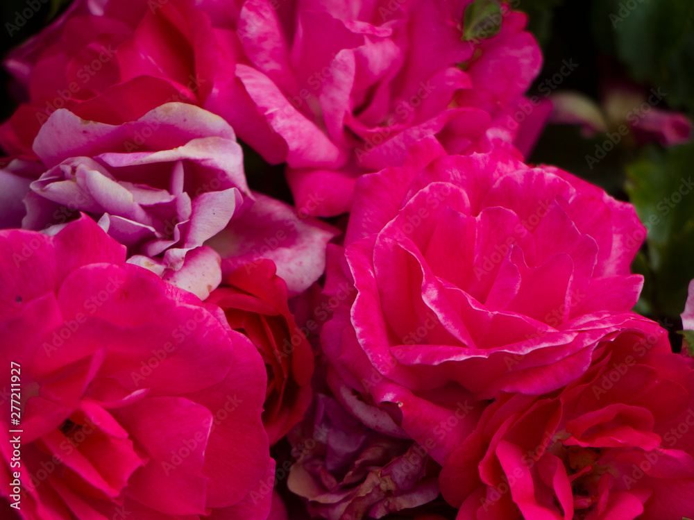 Close up of dark pink roses on a bush selective focus Close up of dark pink roses on a bush selective focus