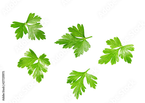 Fresh parsley isolated on white background. full depth of field