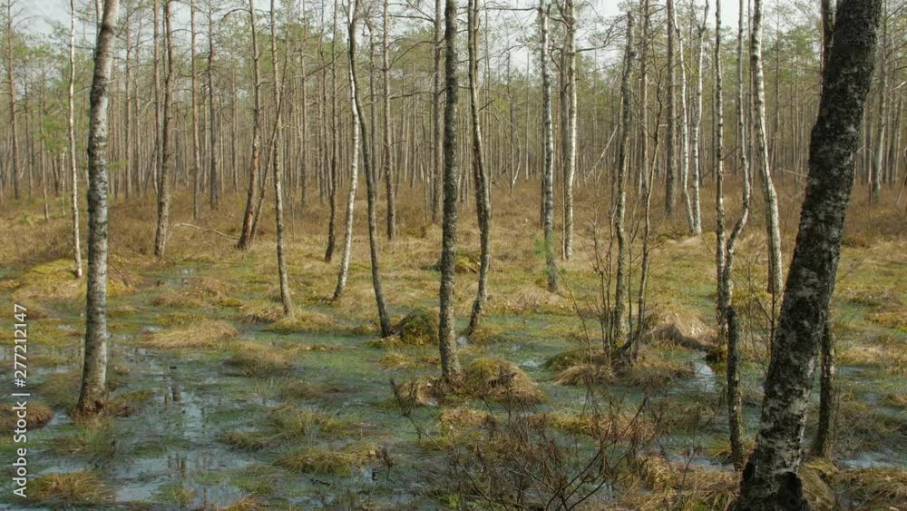 Birch trees in the swamp forest with sun shining, spring day. Birch trees in the swamp forest with sun shining, spring day.