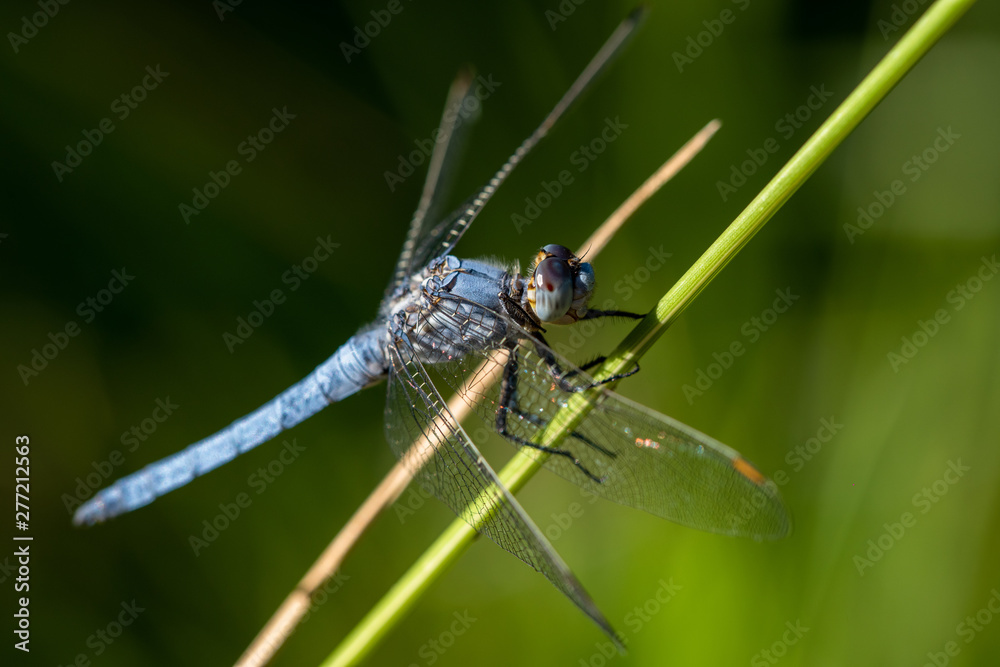 Allphotokz Dragonfly 20170724 1309 D810 Allphotokz Dragonfly 20170724 1309 D810