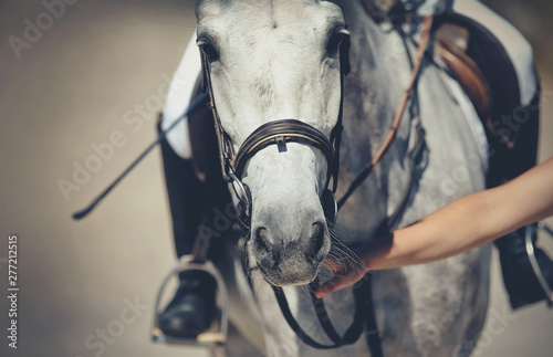 Nose sports gray horse in the bridle. Dressage horse.