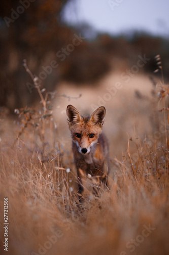 Spanish fox (Vulpes vulpes) © Andrey
