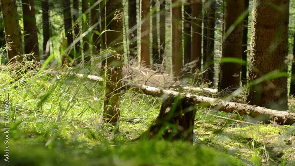 Pine forest at summer Pine forest at summer