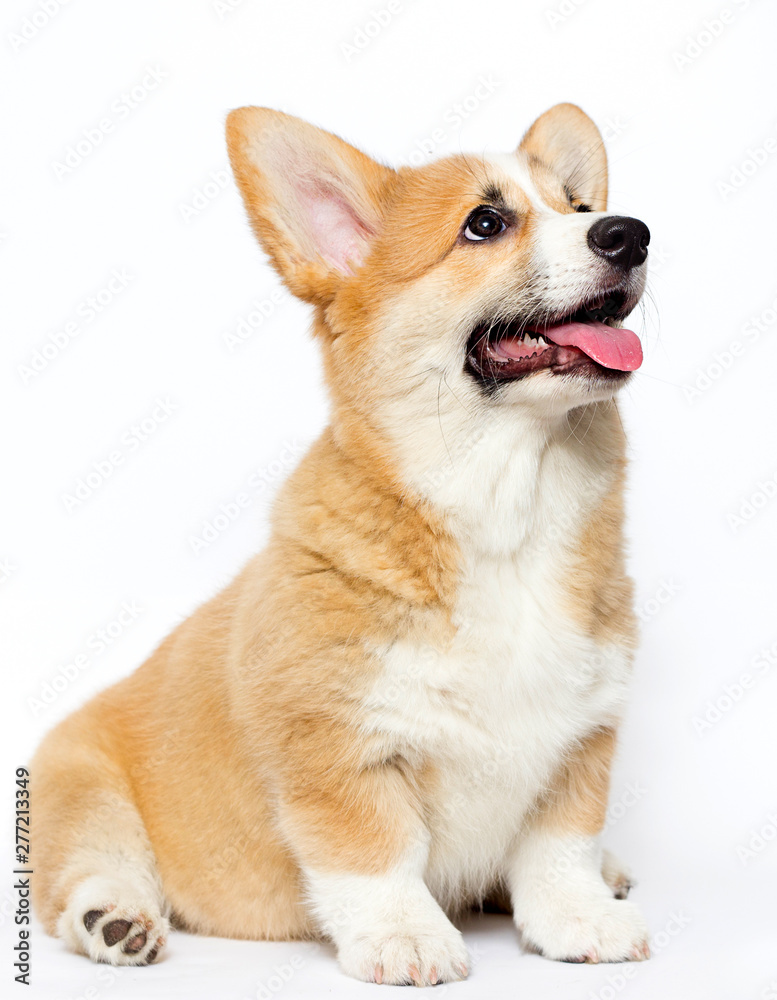 Welsh Corgi puppy with tongue