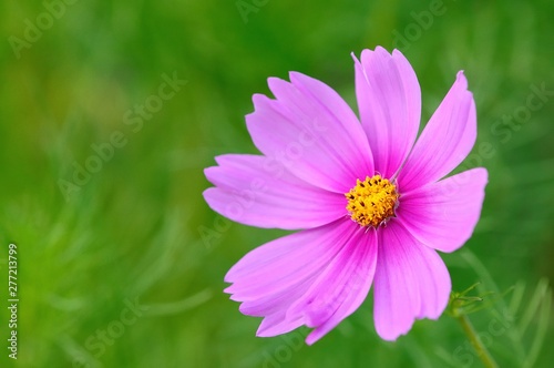 pink cosmos flower © Jess