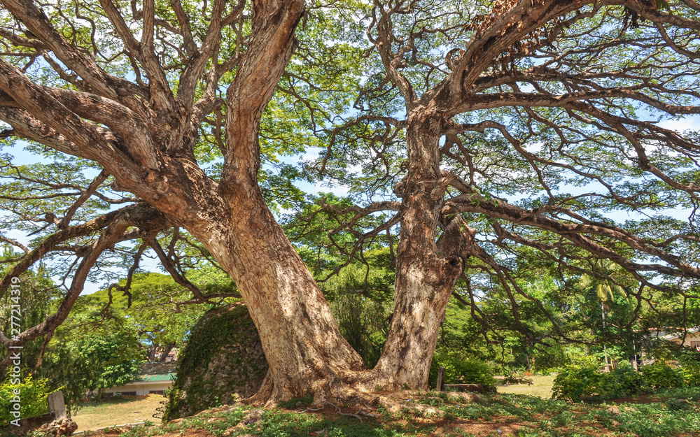 Century old twin Acacia trees - Siquijor Island, Philippines Century old twin Acacia trees - Siquijor Island, Philippines