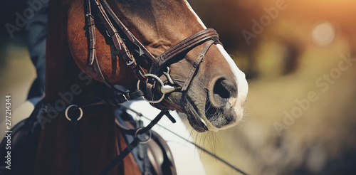 Nose sports red horse in the bridle. Dressage horse. © Azaliya (Elya Vatel)