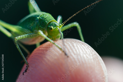 Speckled bush cricket standing on the finger tip close up