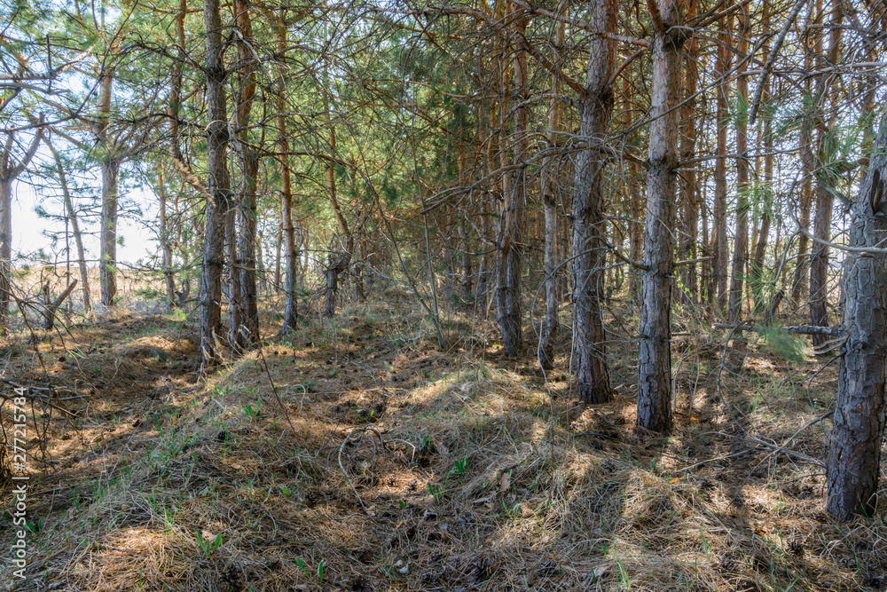 Footpath among tree planting. Pine trees in spring sunny day. Beautiful spring landscape. Footpath among tree planting. Pine trees in spring sunny day. Beautiful spring landscape.