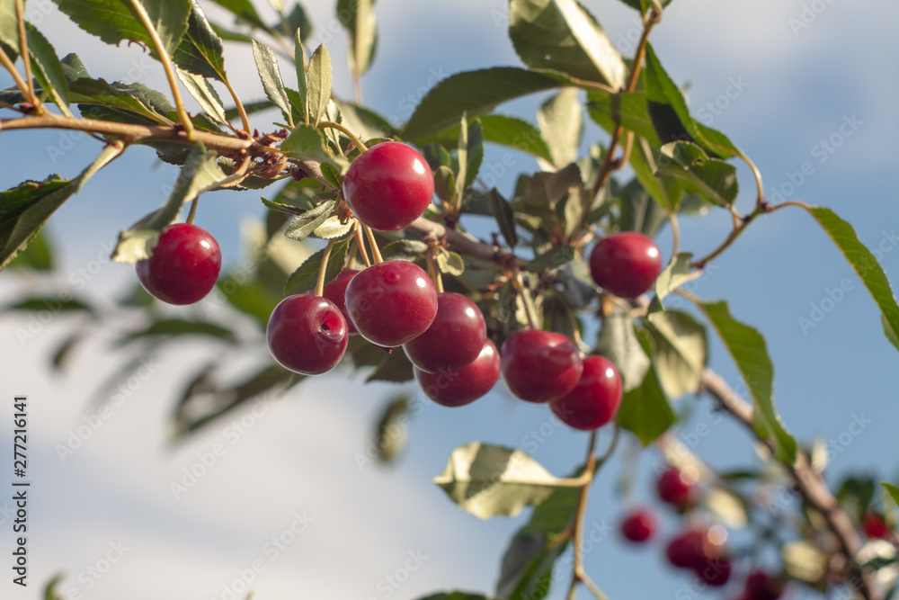 Obraz premium fresh cherry on the branches of a Bush