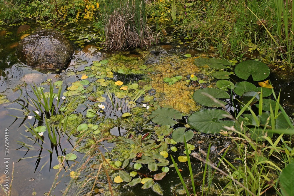 Foto de Gartenteich mit gelb blühender Seekanne (Nymphoides peltata
