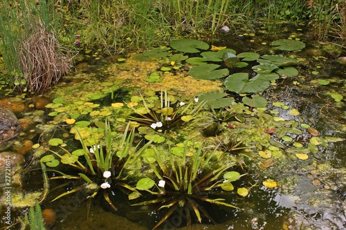 Gartenteich mit gelb blühender Seekanne (Nymphoides peltata),  Froschbiss (Hydrocharis morsus-ranae), blühender Krebsschere (Stratiotes aloides) und Seerose photo